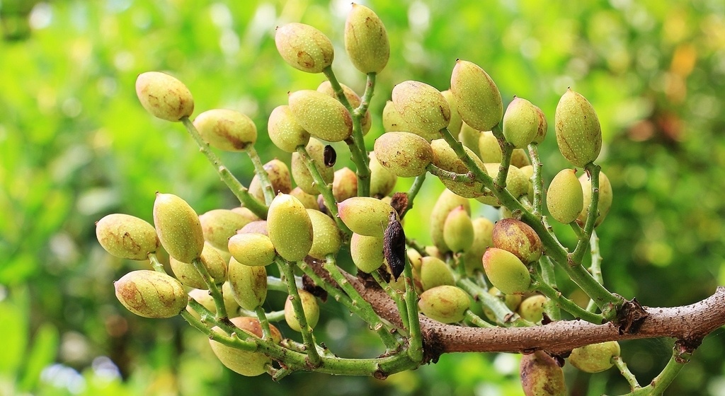 Árbol de pistacho